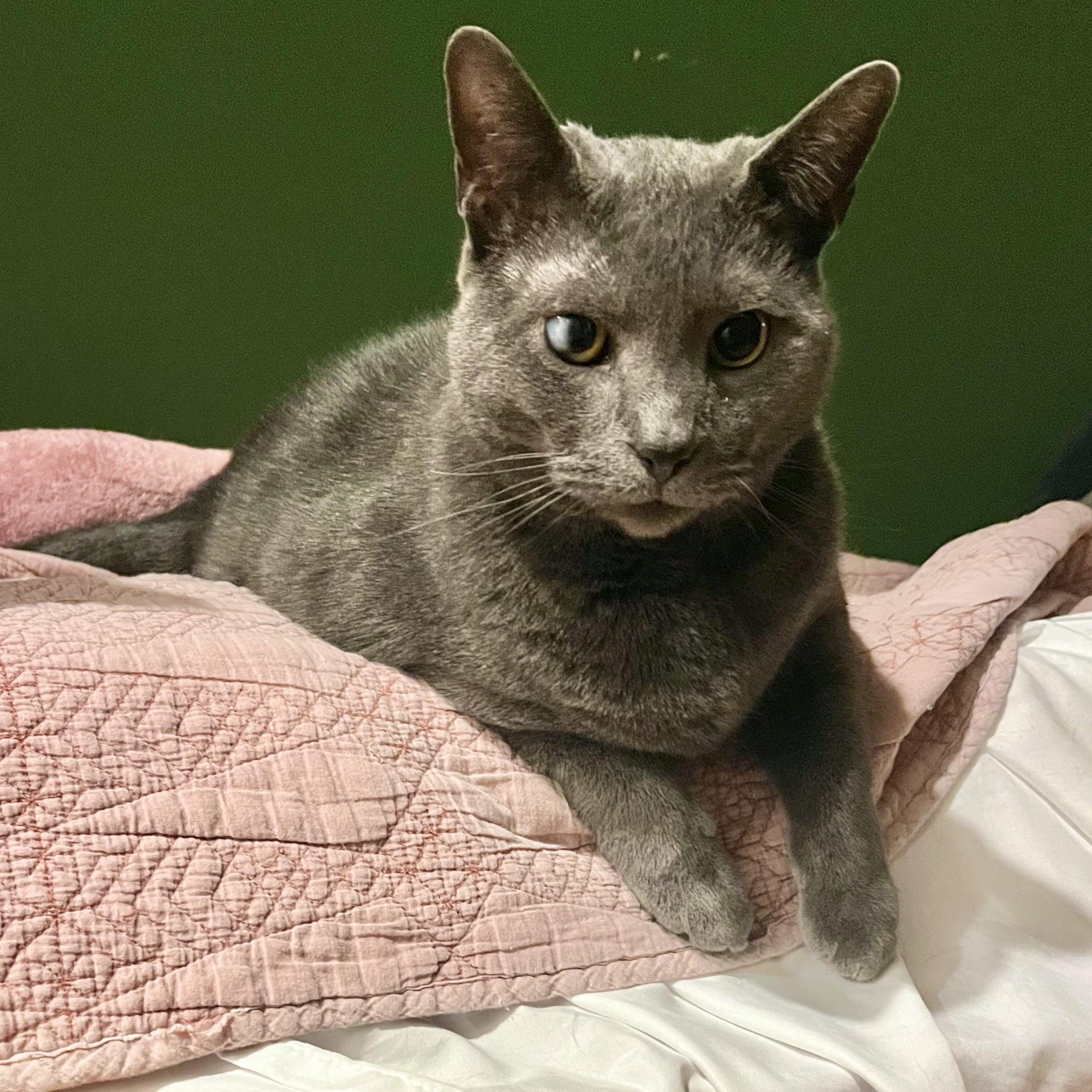 Match, Adoptable, Adult Male Domestic Short Hair.