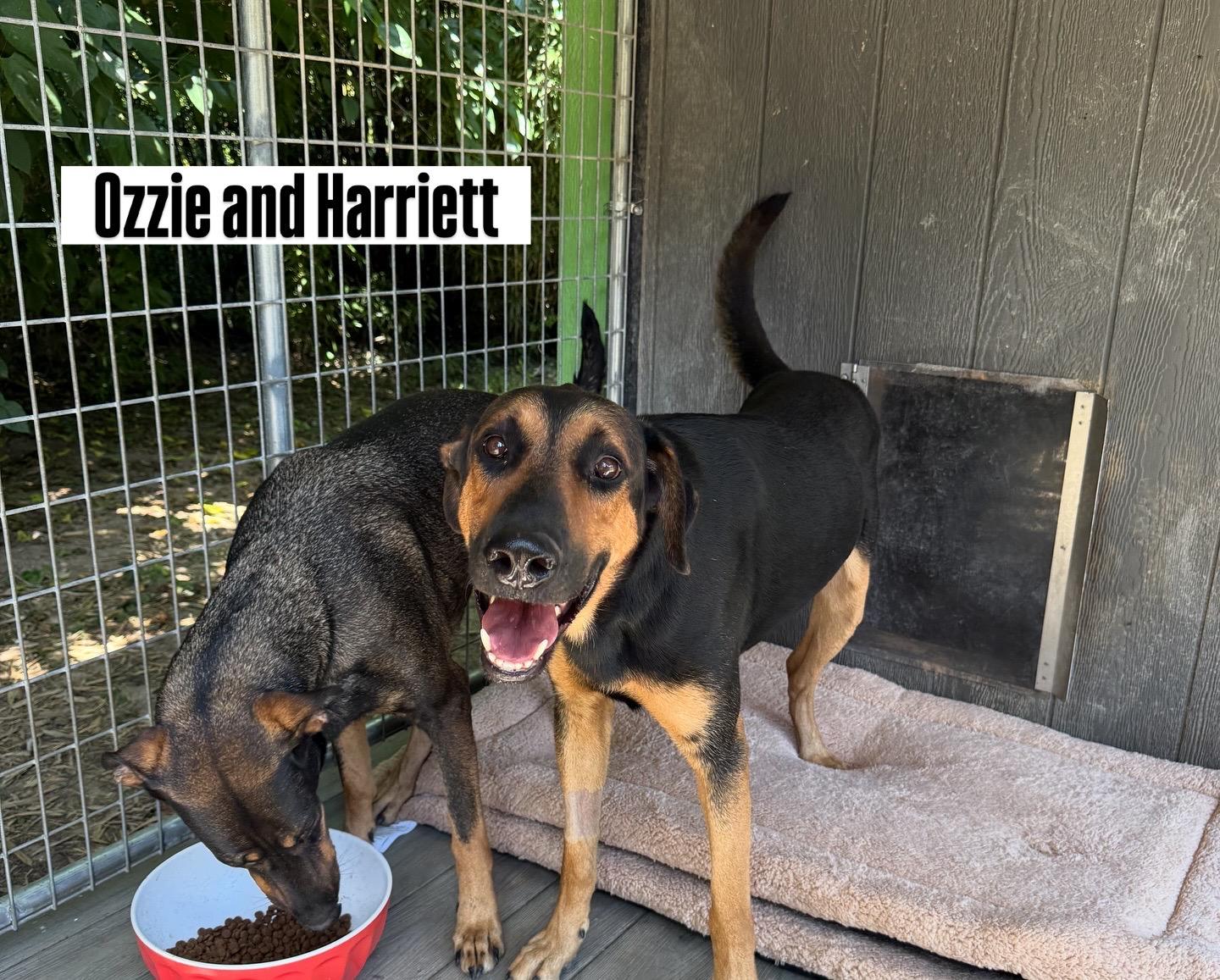 Harriet (and Ozzie Bonded Pair), a Adoptable mixed breed in Whites Creek, TN image 4/4