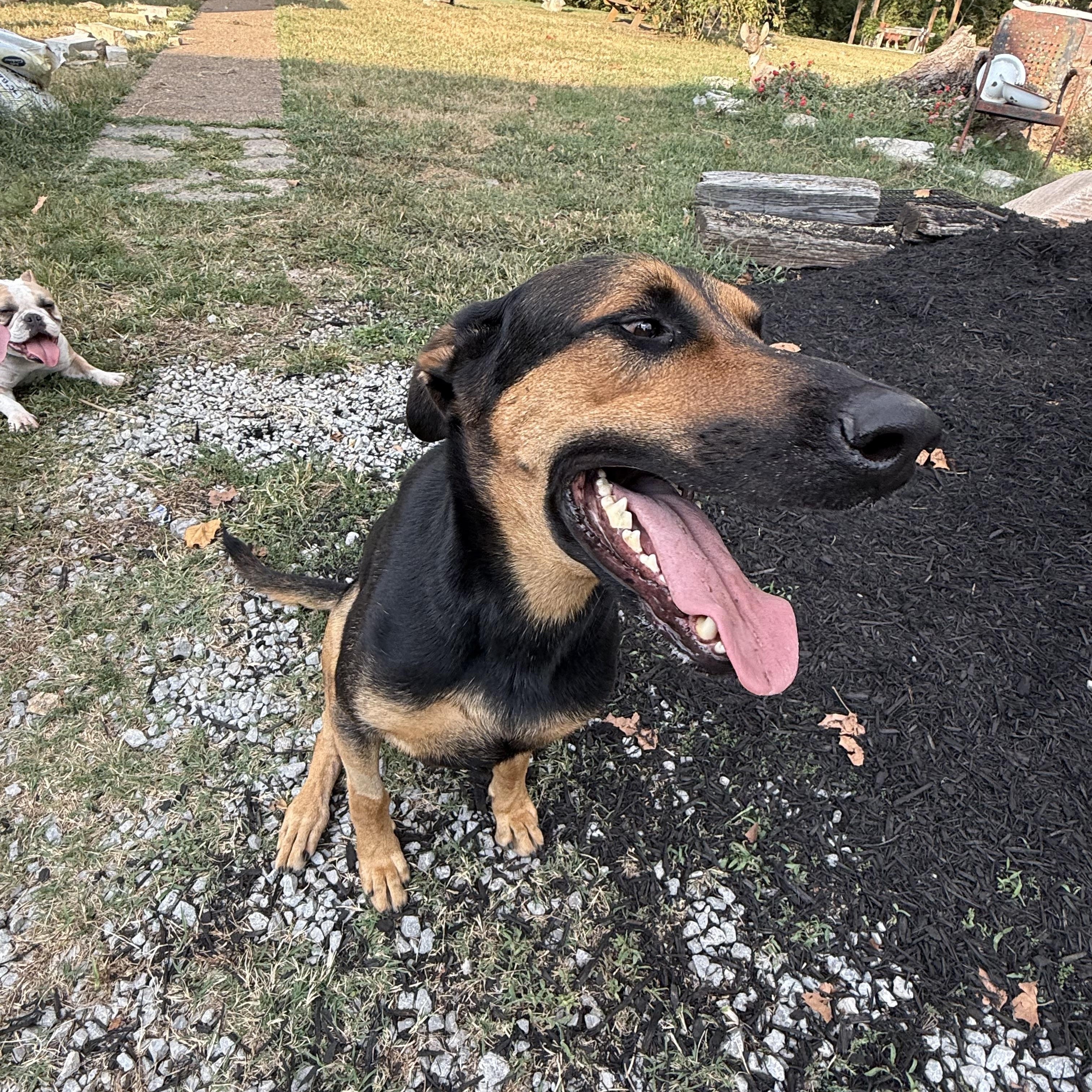 Harriet (and Ozzie Bonded Pair), a Adoptable mixed breed in Whites Creek, TN image 3/4