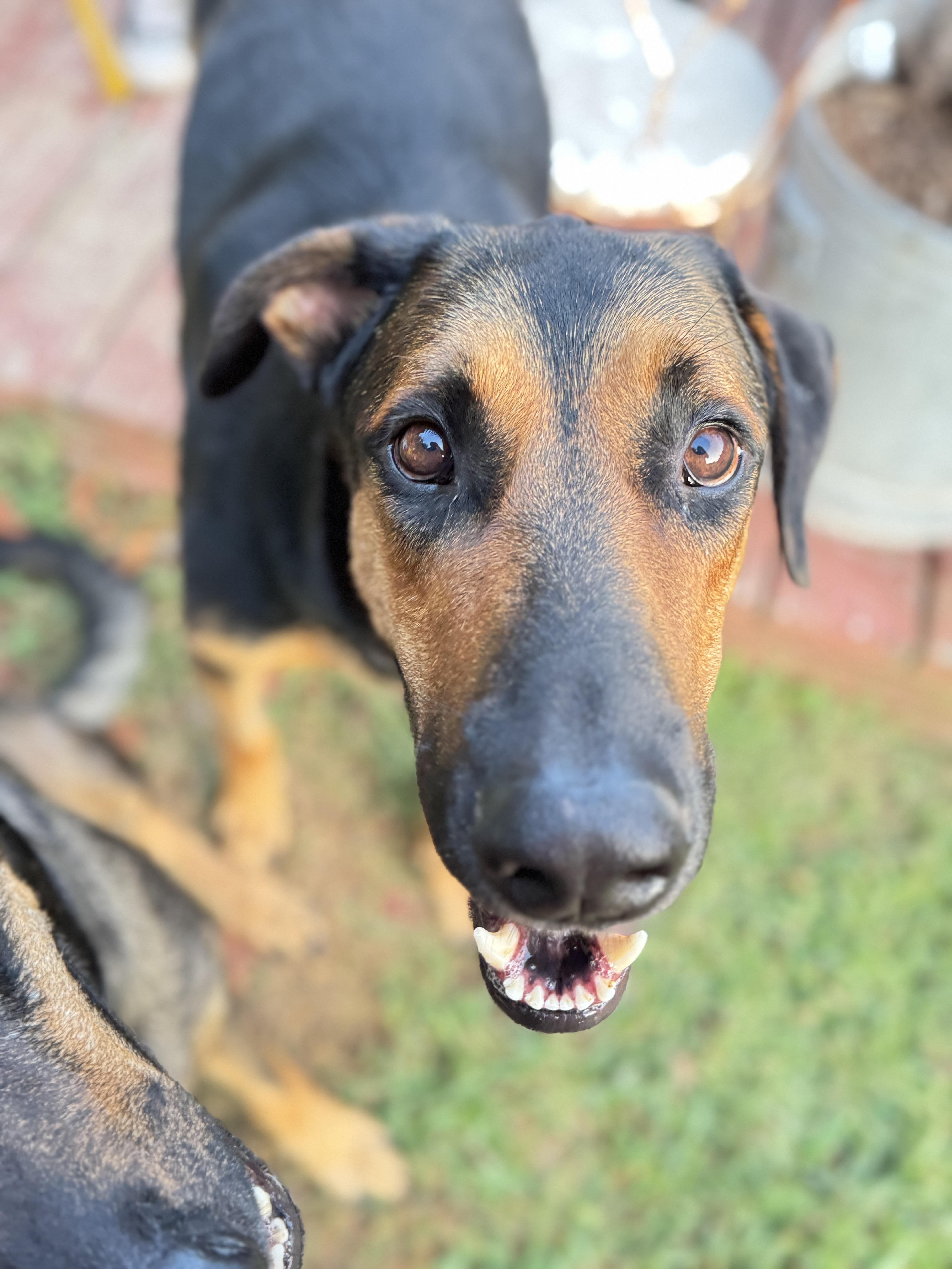 Harriet (and Ozzie Bonded Pair), a Adoptable mixed breed in Whites Creek, TN image 2/4