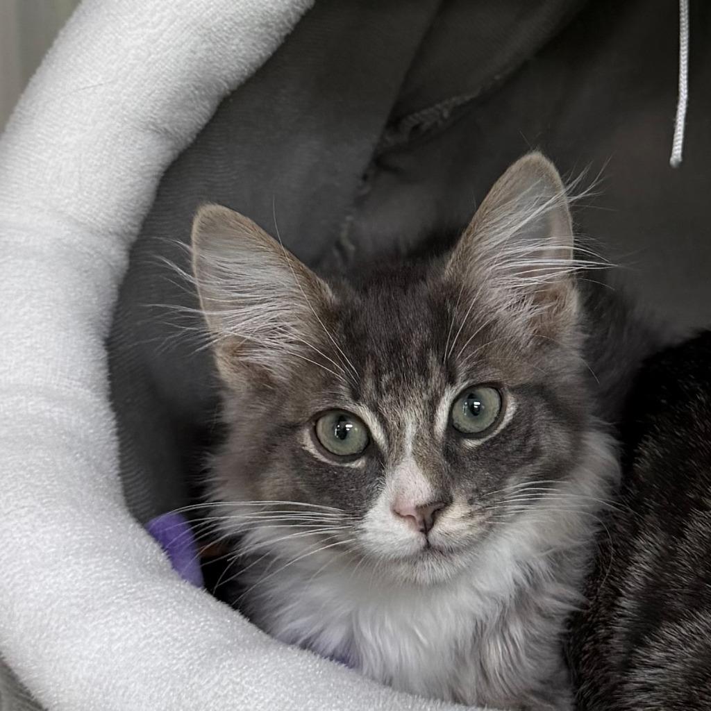 Cat Cobain thumbnail 5