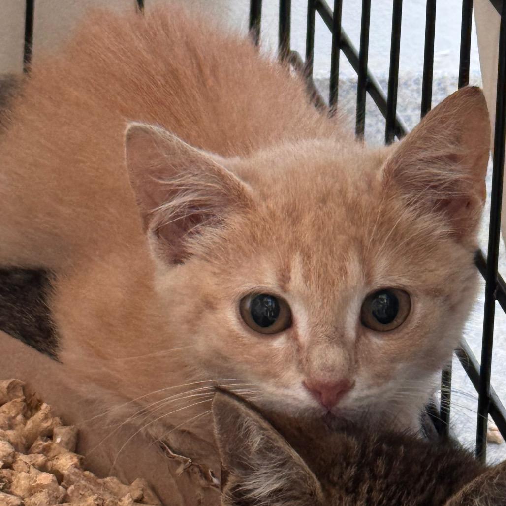Desperaux, Adoptable, Kitten Male Domestic Short Hair.