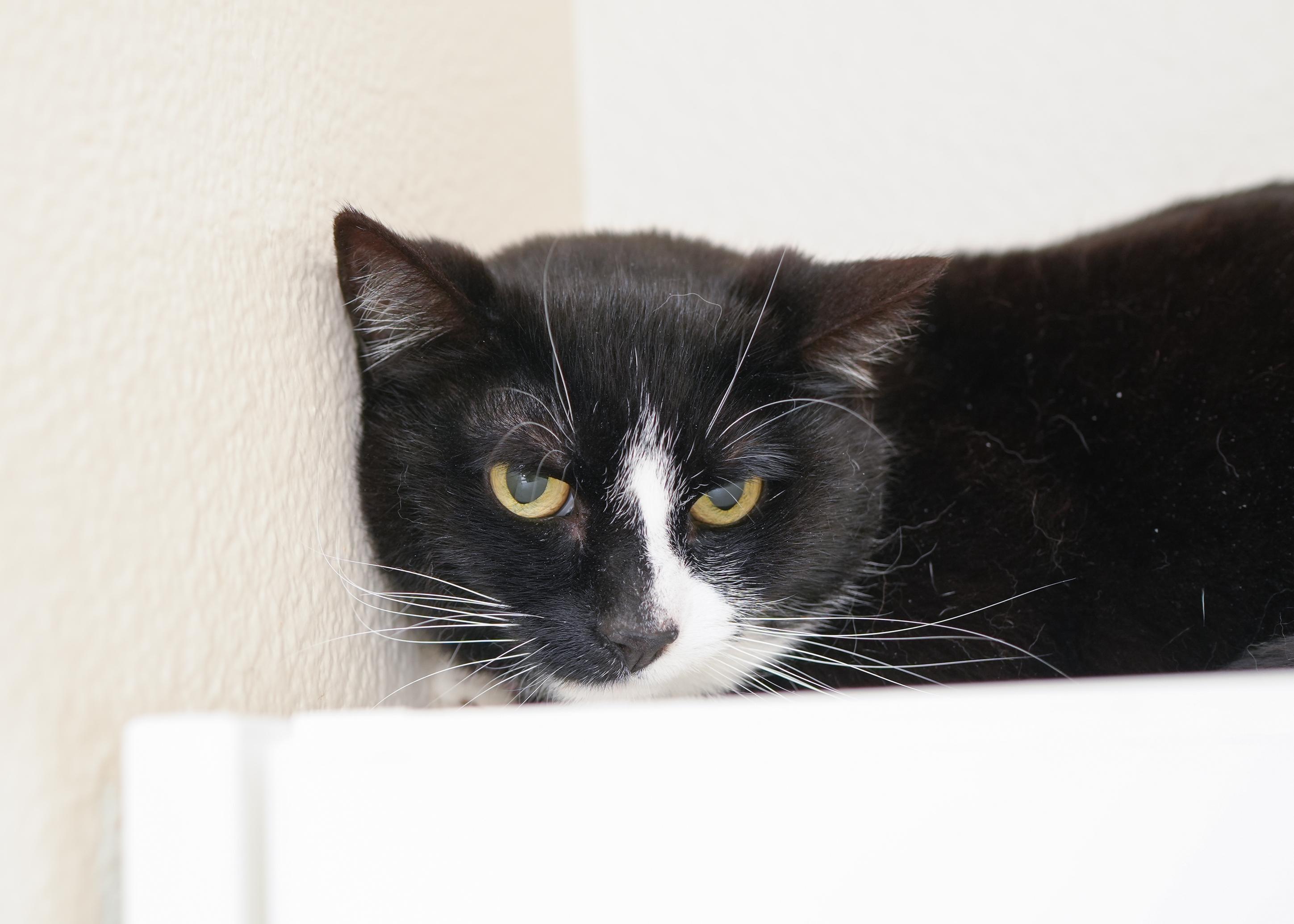 Griselda, Adult Female Domestic Short Hair