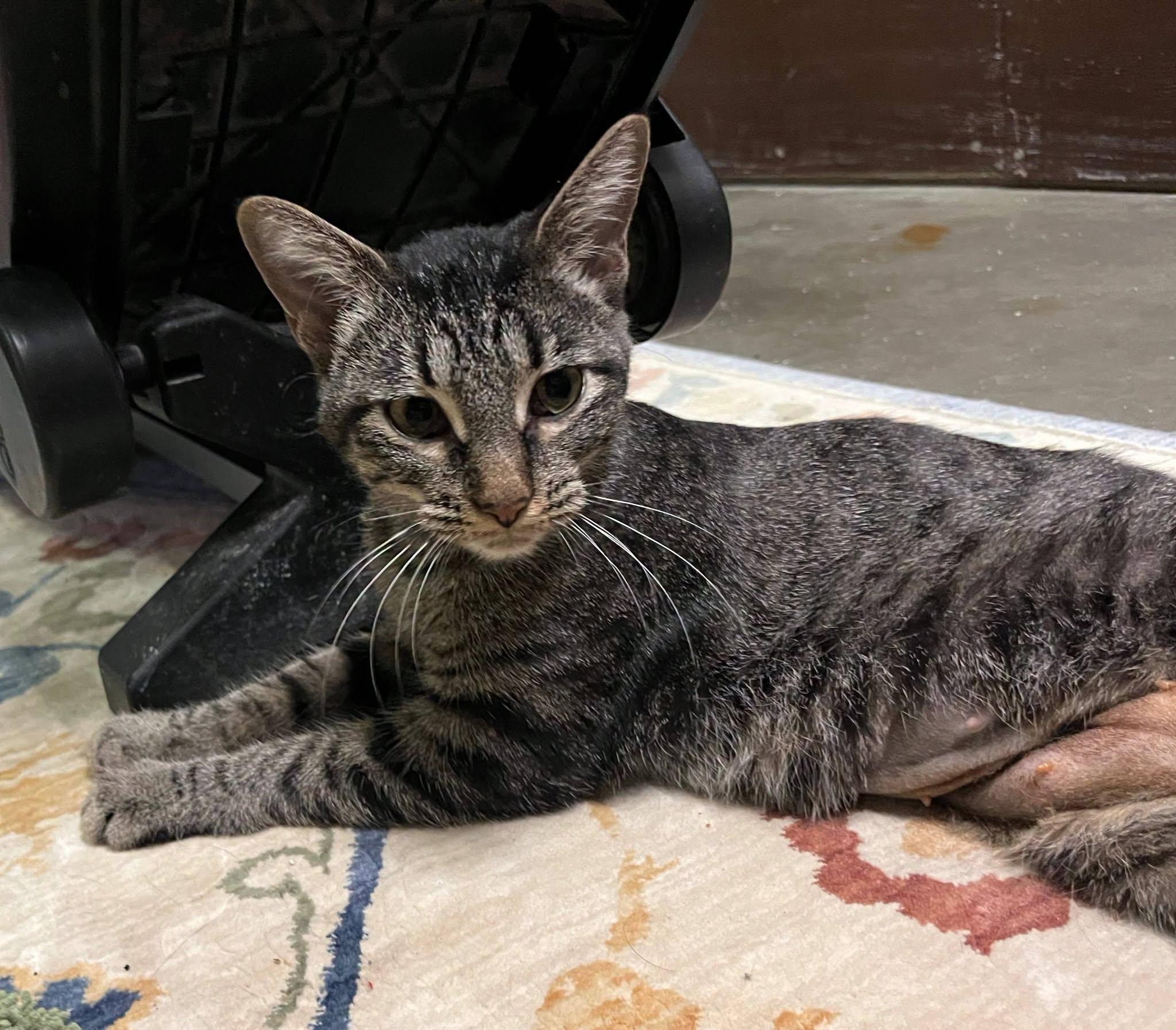 Clover, Adoptable, Adult Female Tabby.
