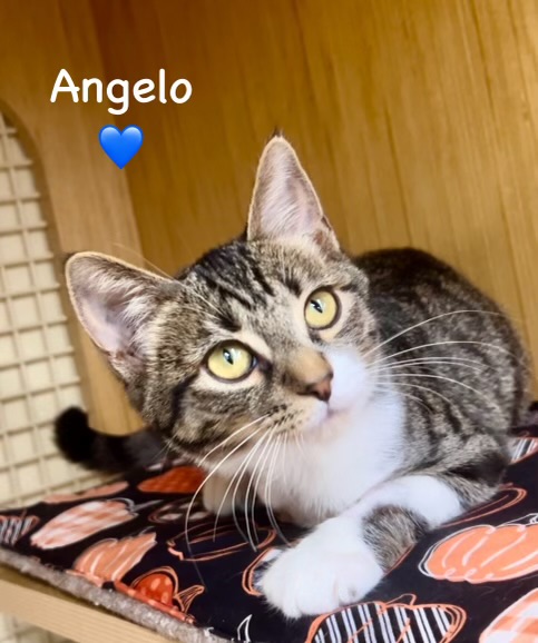 Angelo (Tripod) - Courtesy Post, Adopted, Kitten Male Domestic Short Hair.