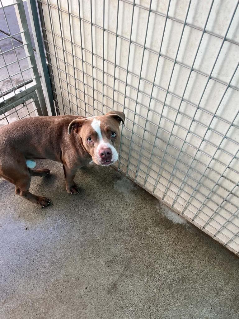 Chopper, Adoptable, Young Male Staffordshire Bull Terrier.