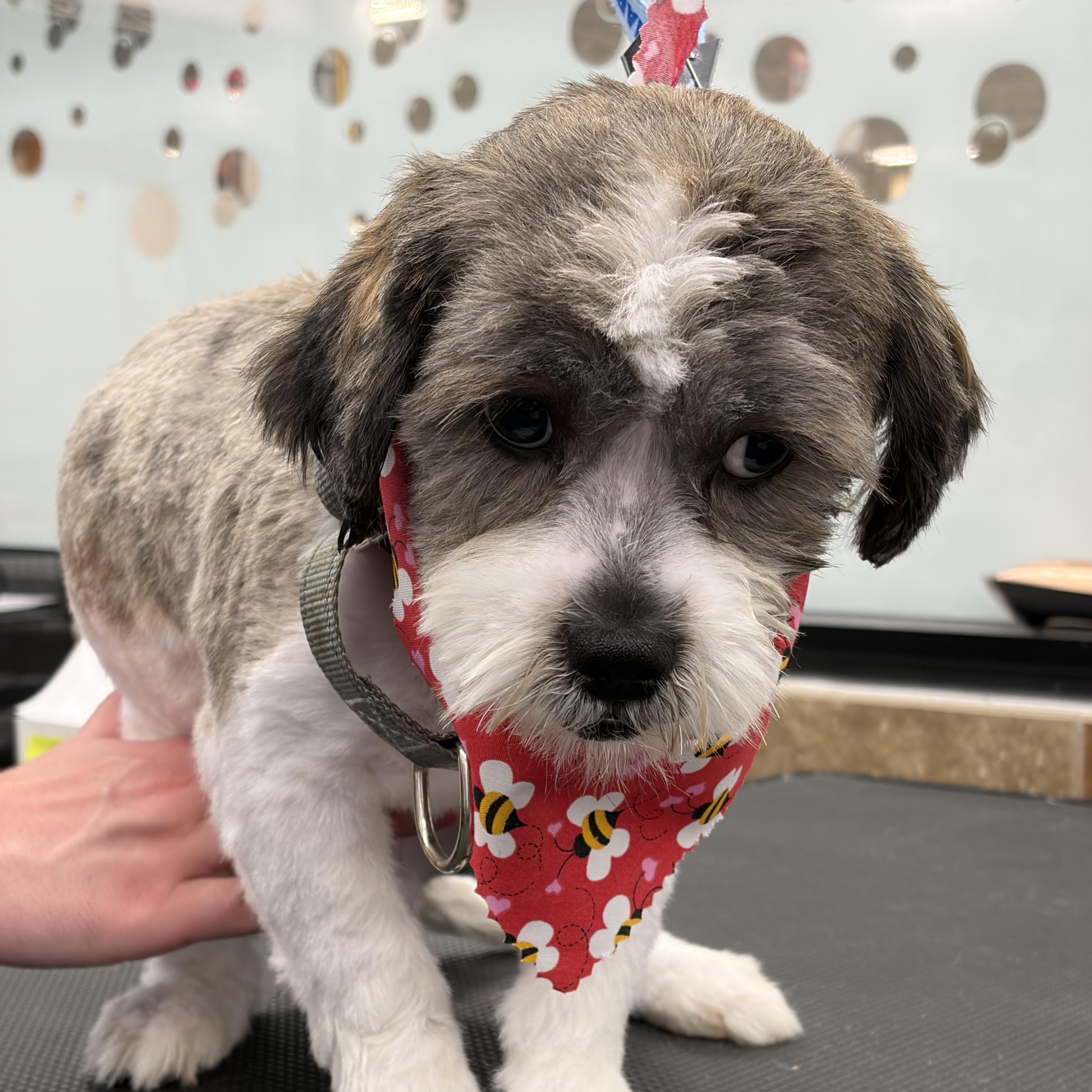 Enlarge Cinnamon Donut - Local Boy, a Adoptable mixed breed in Andover, MA image 2/6