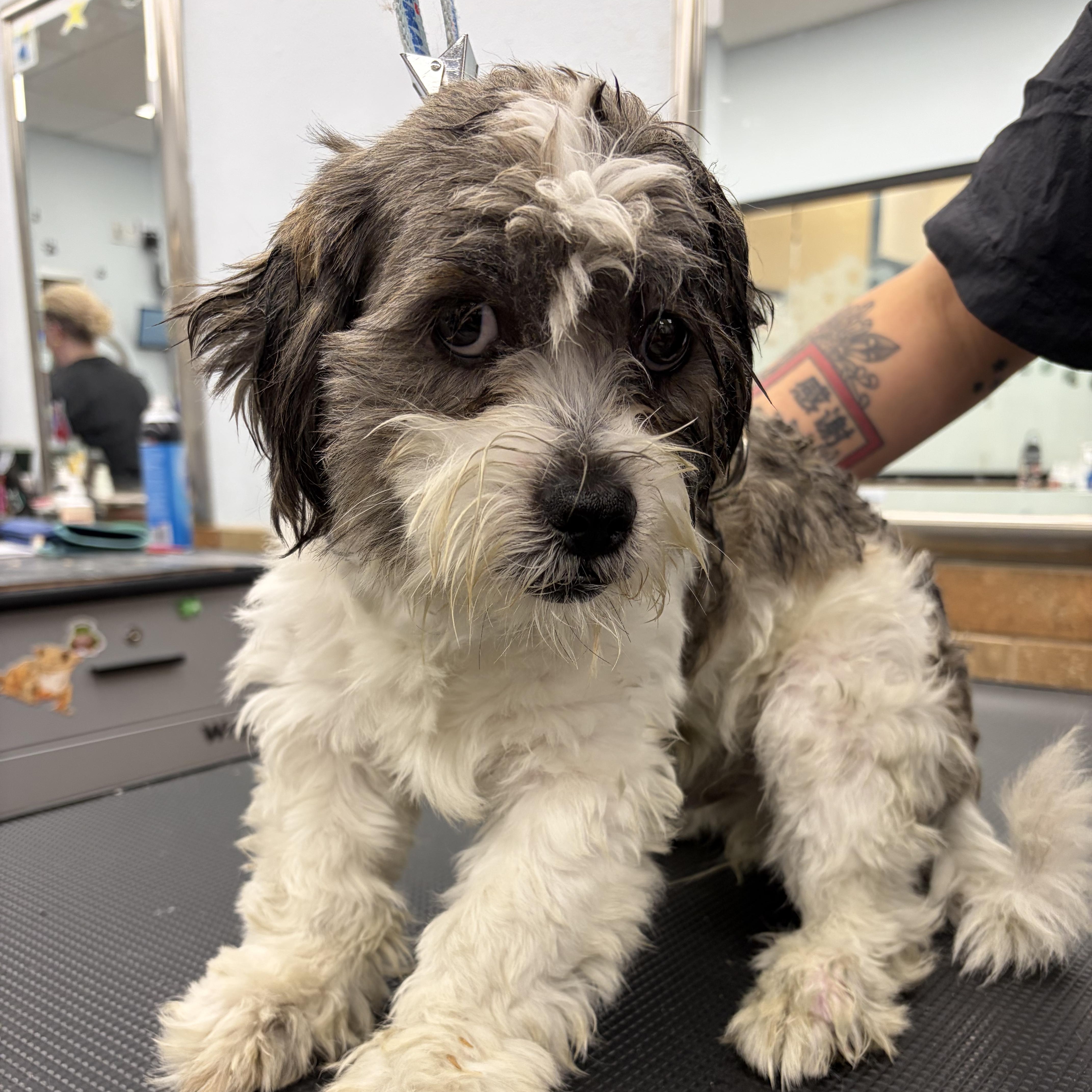 Enlarge Cinnamon Donut - Local Boy, a Adoptable mixed breed in Andover, MA image 4/6