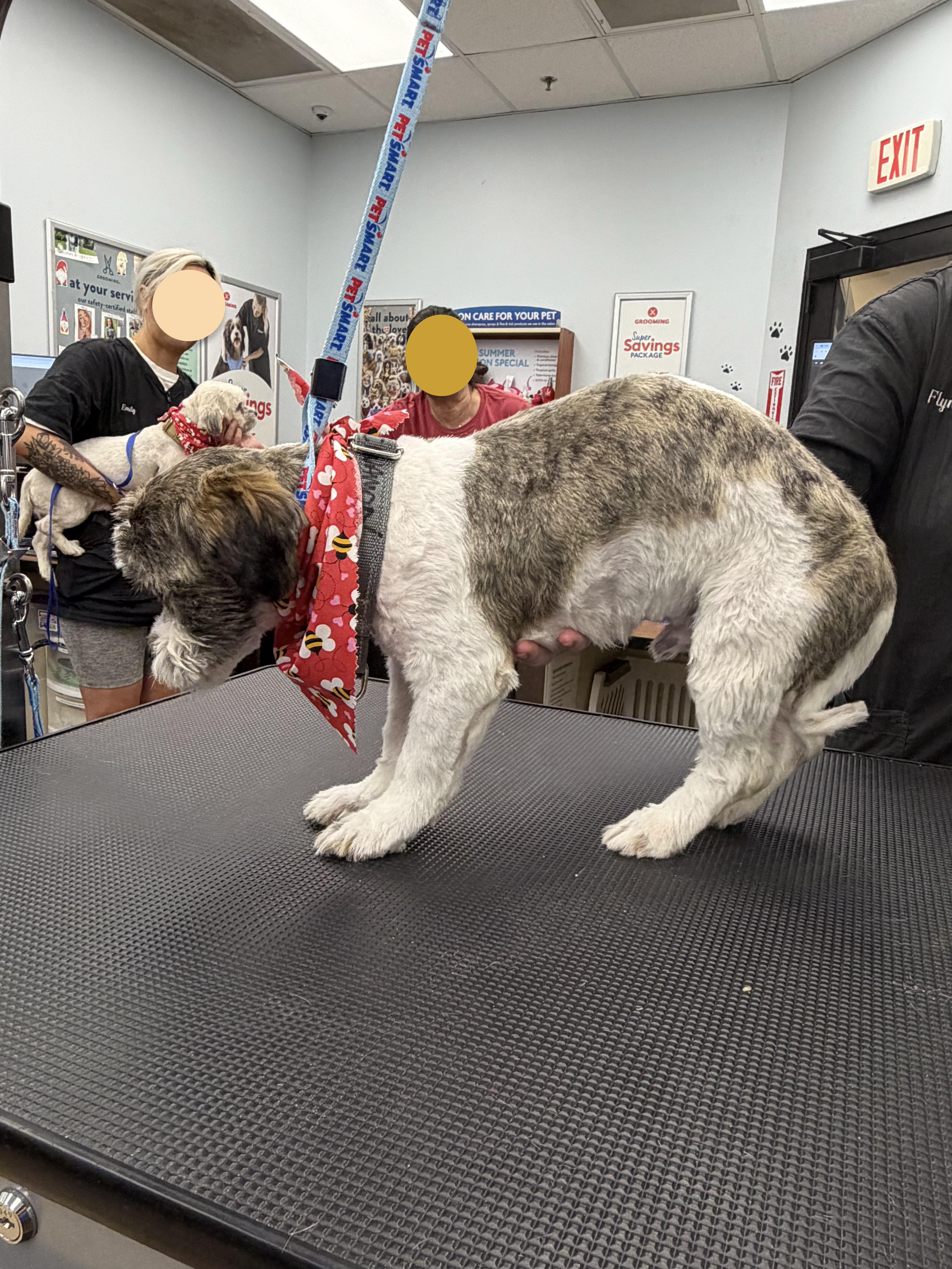 Enlarge Cinnamon Donut - Local Boy, a Adoptable mixed breed in Andover, MA image 5/6