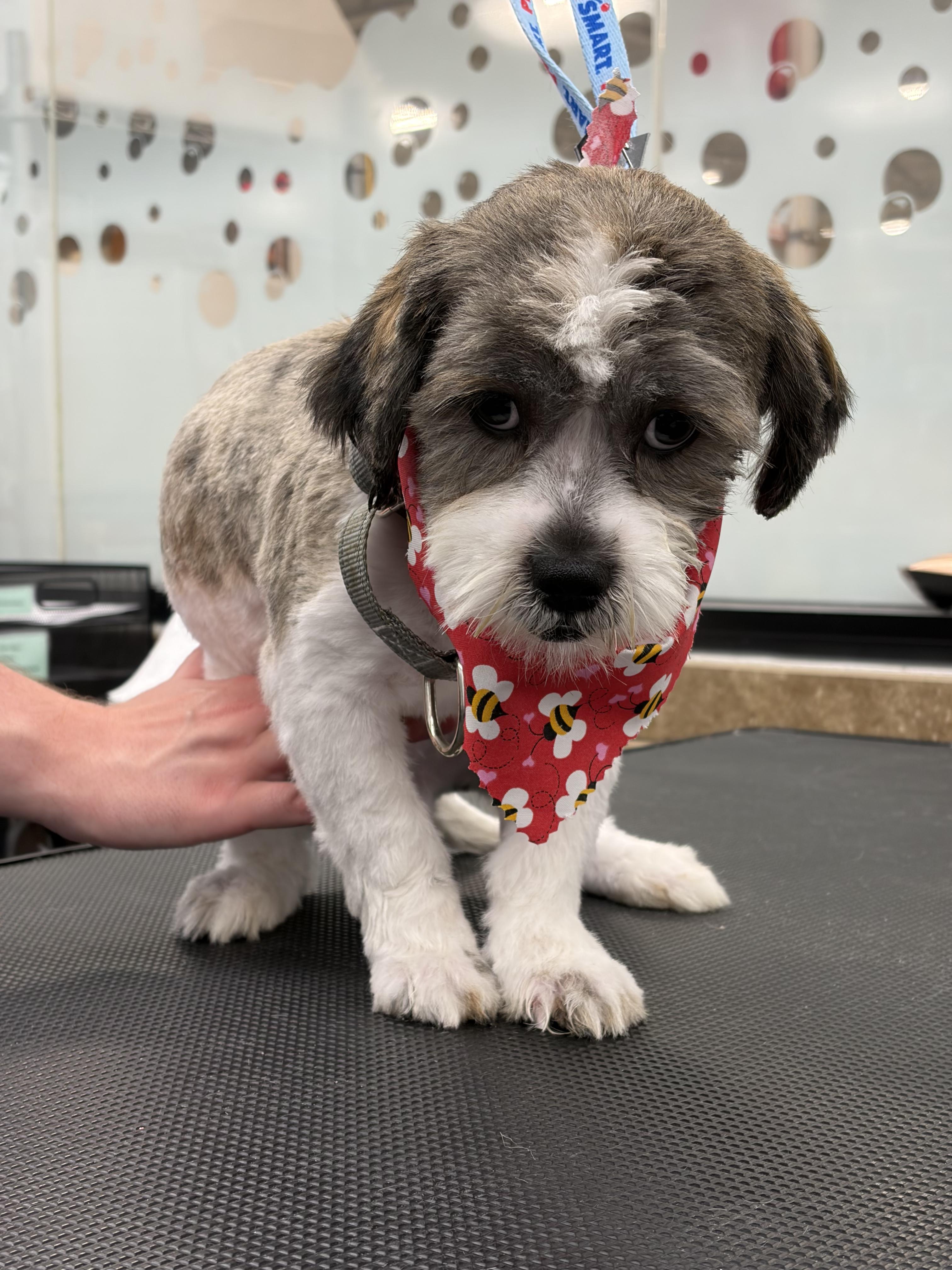 Enlarge Cinnamon Donut - Local Boy, a Adoptable mixed breed in Andover, MA image 1/6