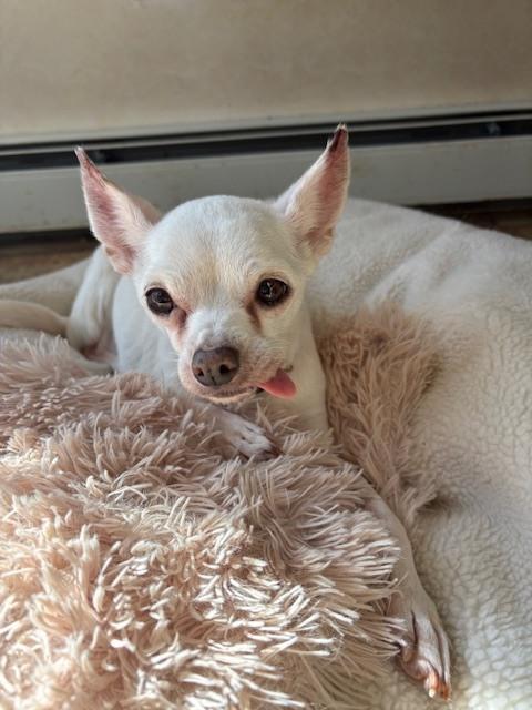 Enlarge Lily, a Adoptable mixed breed in Huntington, NY image 1/4