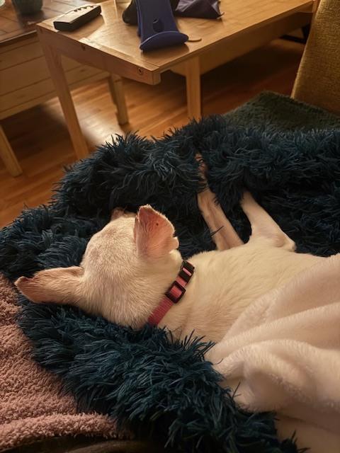 Enlarge Lily, a Adoptable mixed breed in Huntington, NY image 2/4