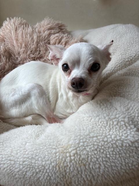 Enlarge Lily, a Adoptable mixed breed in Huntington, NY image 3/4