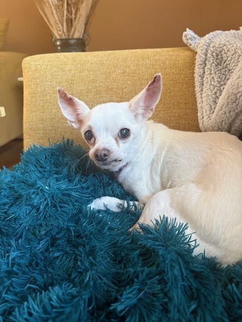 Enlarge Lily, a Adoptable mixed breed in Huntington, NY image 4/4