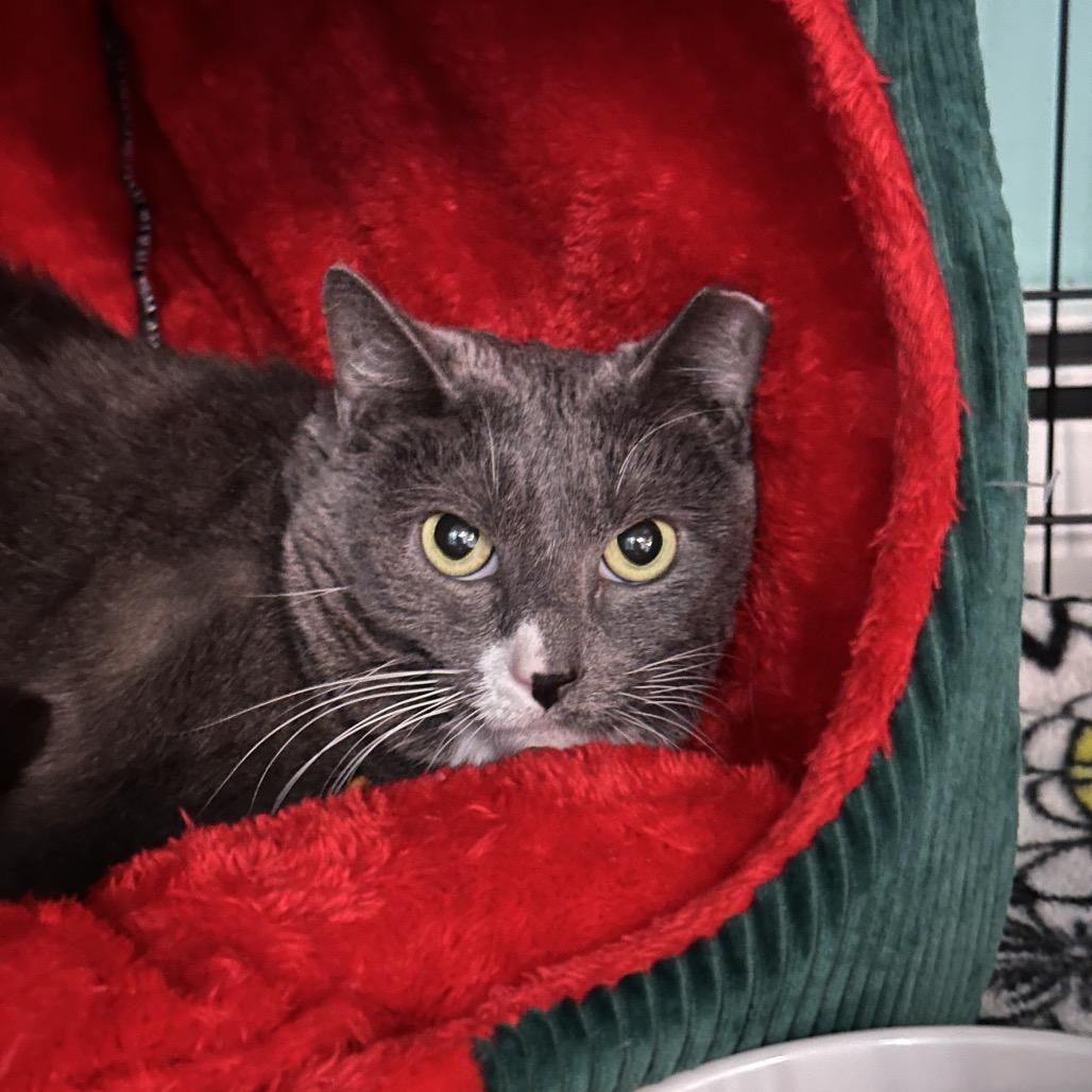 Athena — thumbnail 2