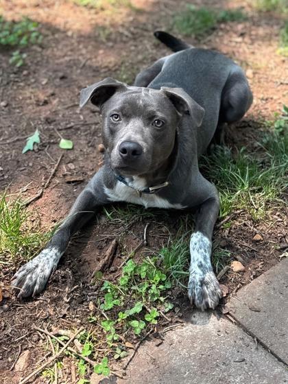 Newt, Adoptable, Adult Male Labrador Retriever.