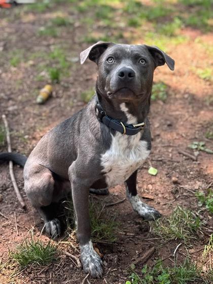 Enlarge Newt, a Adoptable mixed breed in Sevierville, TN image 2/3