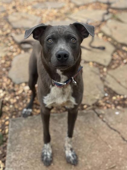 Enlarge Newt, a Adoptable mixed breed in Sevierville, TN image 3/3