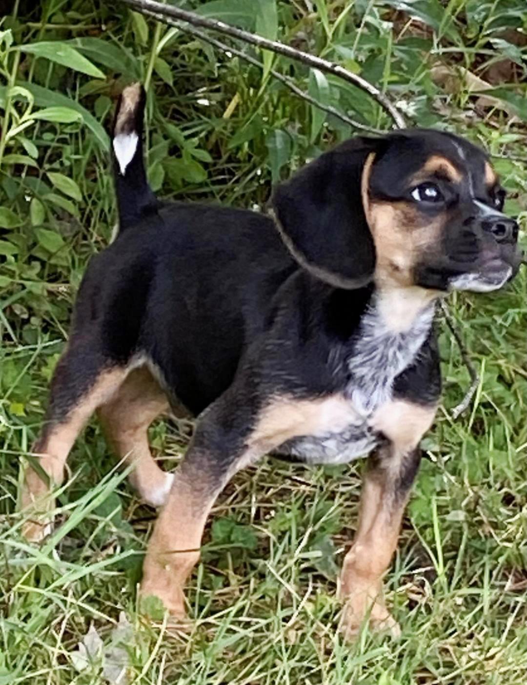 Enlarge Theo - Puppy Power, a Adopted mixed breed in Rootstown, OH image 1/3