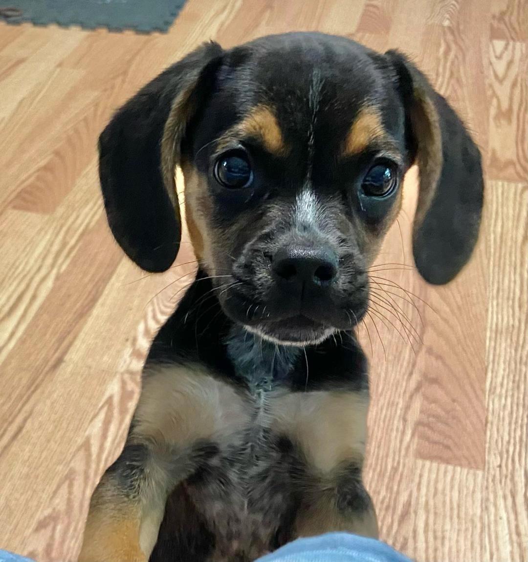 Enlarge Theo - Puppy Power, a Adopted mixed breed in Rootstown, OH image 2/3