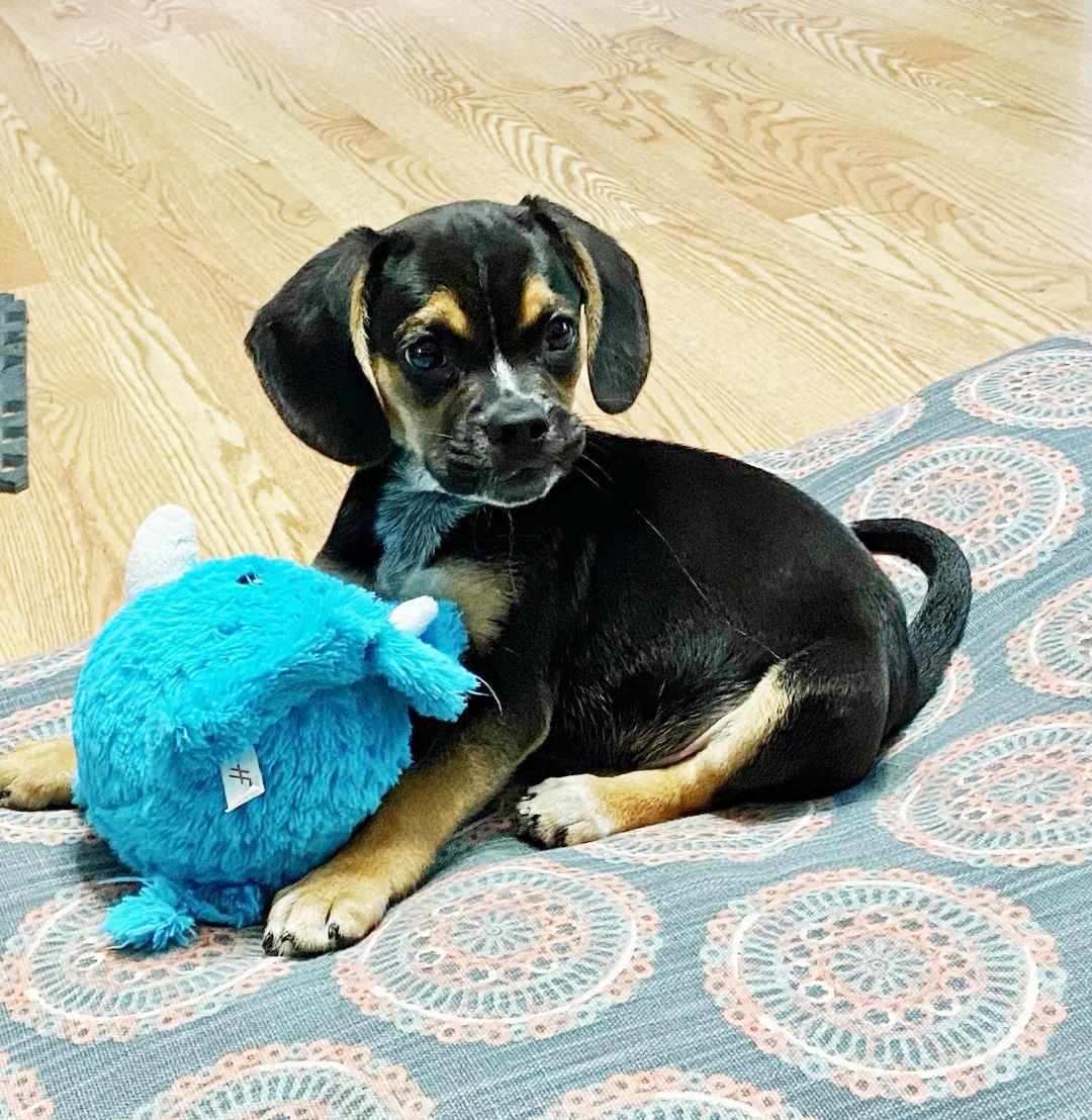 Enlarge Theo - Puppy Power, a Adopted mixed breed in Rootstown, OH image 3/3