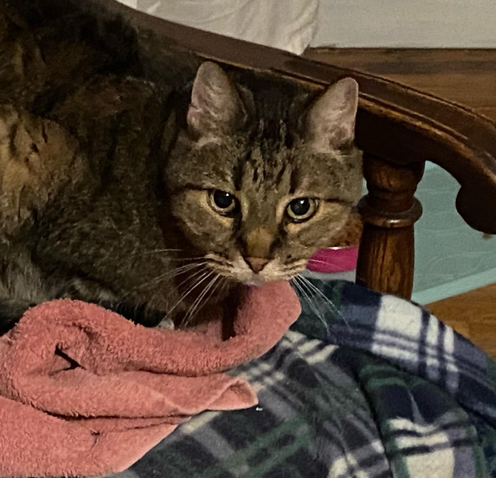 Juno*ADOPTION*PENDING