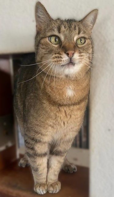 Juno, an adoptable Tabby in Waverly, IA, 50677 | Photo Image 5