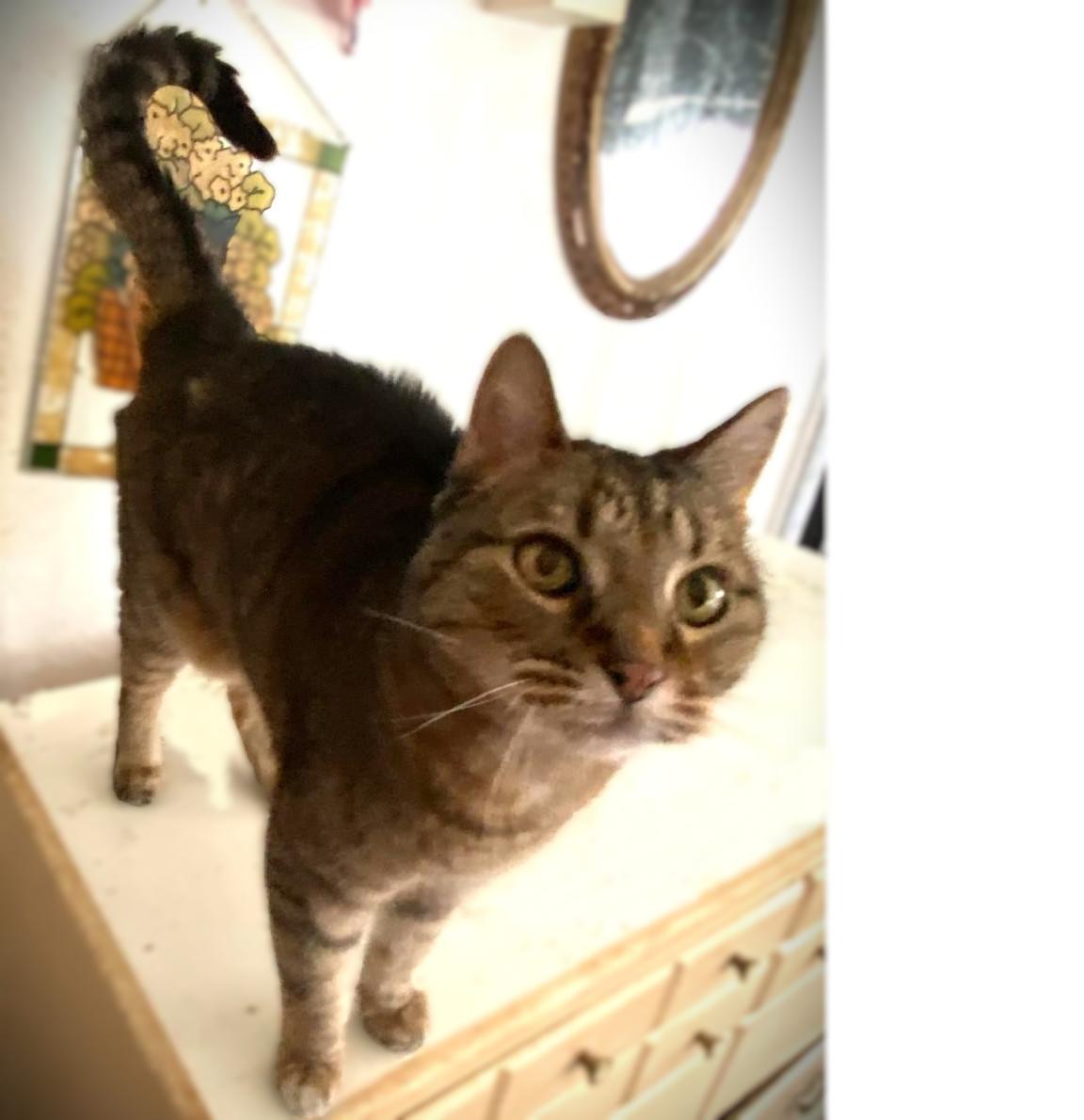 Juno, an adoptable Tabby in Waverly, IA, 50677 | Photo Image 4