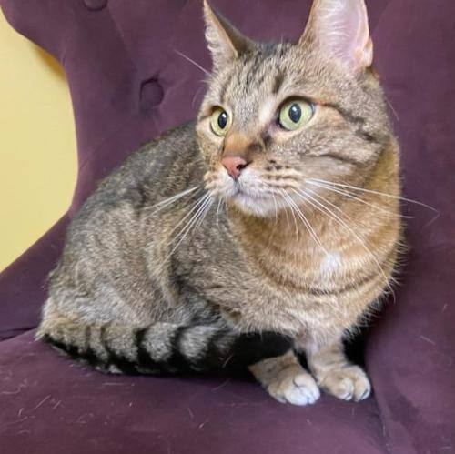 Juno, an adoptable Tabby in Waverly, IA, 50677 | Photo Image 2