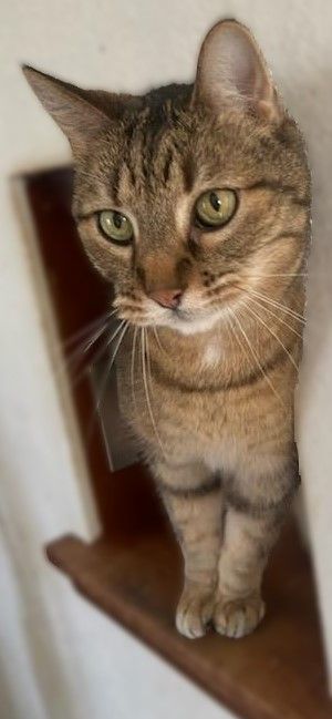 Juno, an adoptable Tabby in Waverly, IA, 50677 | Photo Image 6