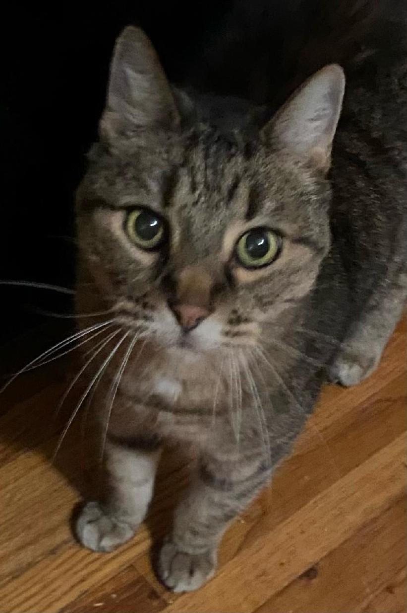 Juno*ADOPTION*PENDING