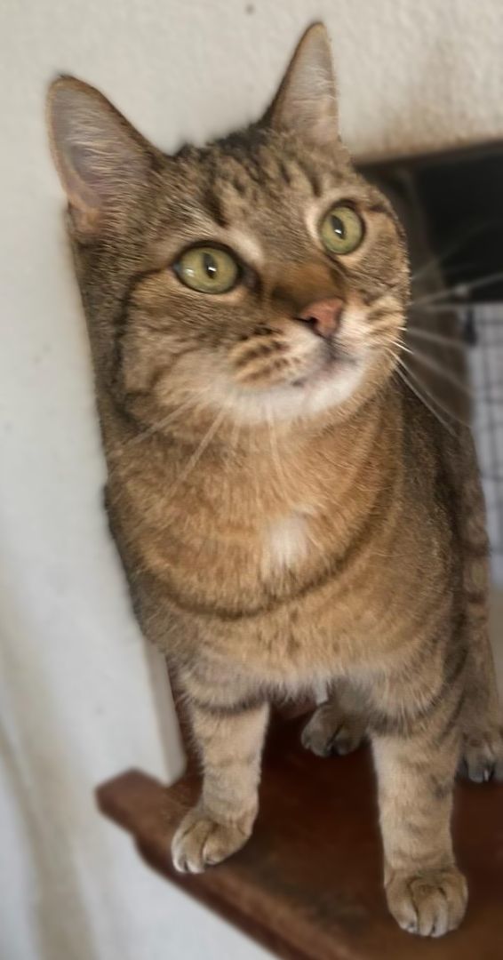 Juno, an adoptable Tabby in Waverly, IA, 50677 | Photo Image 3
