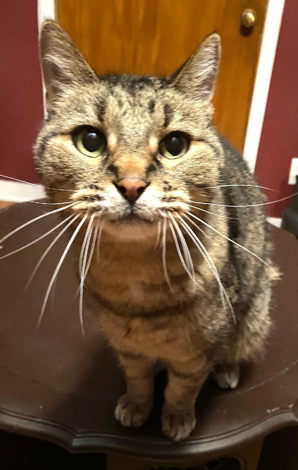 Juno*ADOPTION*PENDING