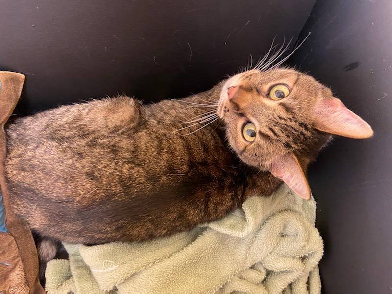 Juno, an adoptable Tabby in Waverly, IA, 50677 | Photo Image 1