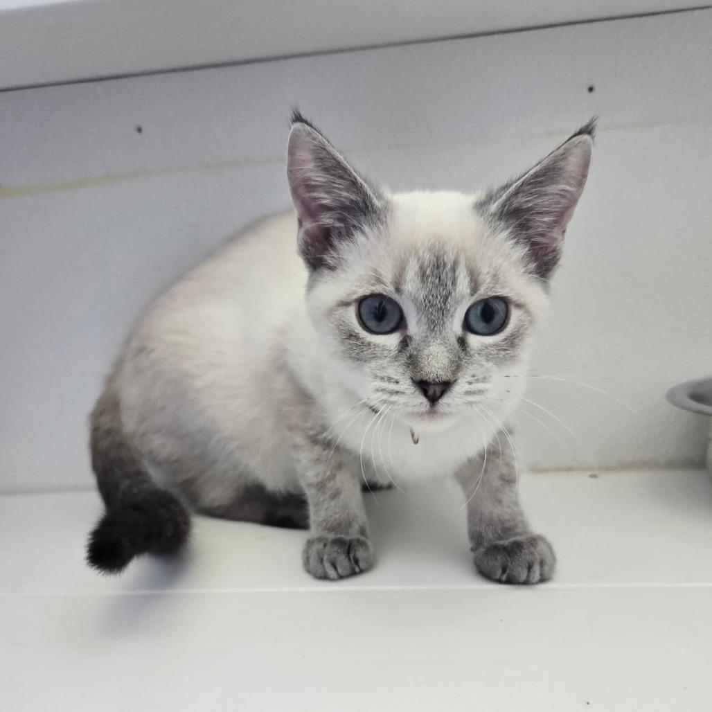 Enlarge Thunder Paws C3, a Adoptable Domestic Short Hair in Union, MO image 1/1