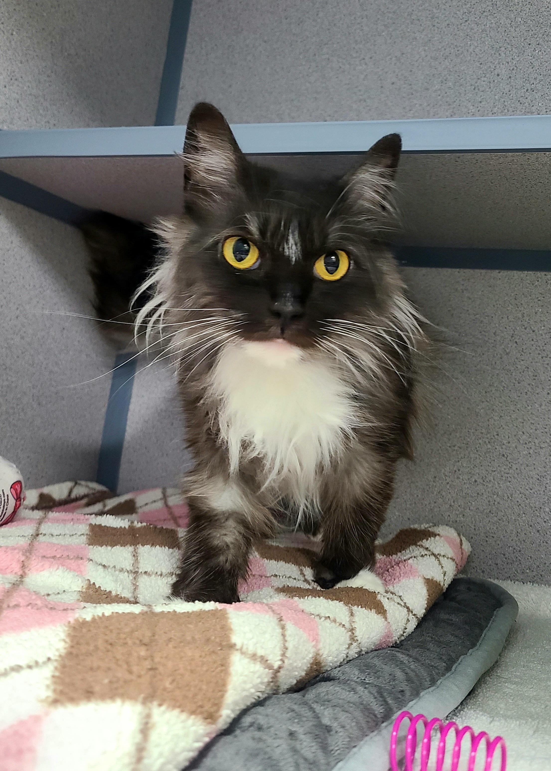 Enlarge Agnes, a ADOPTABLE Domestic Medium Hair in Kirkland, WA image 1/2