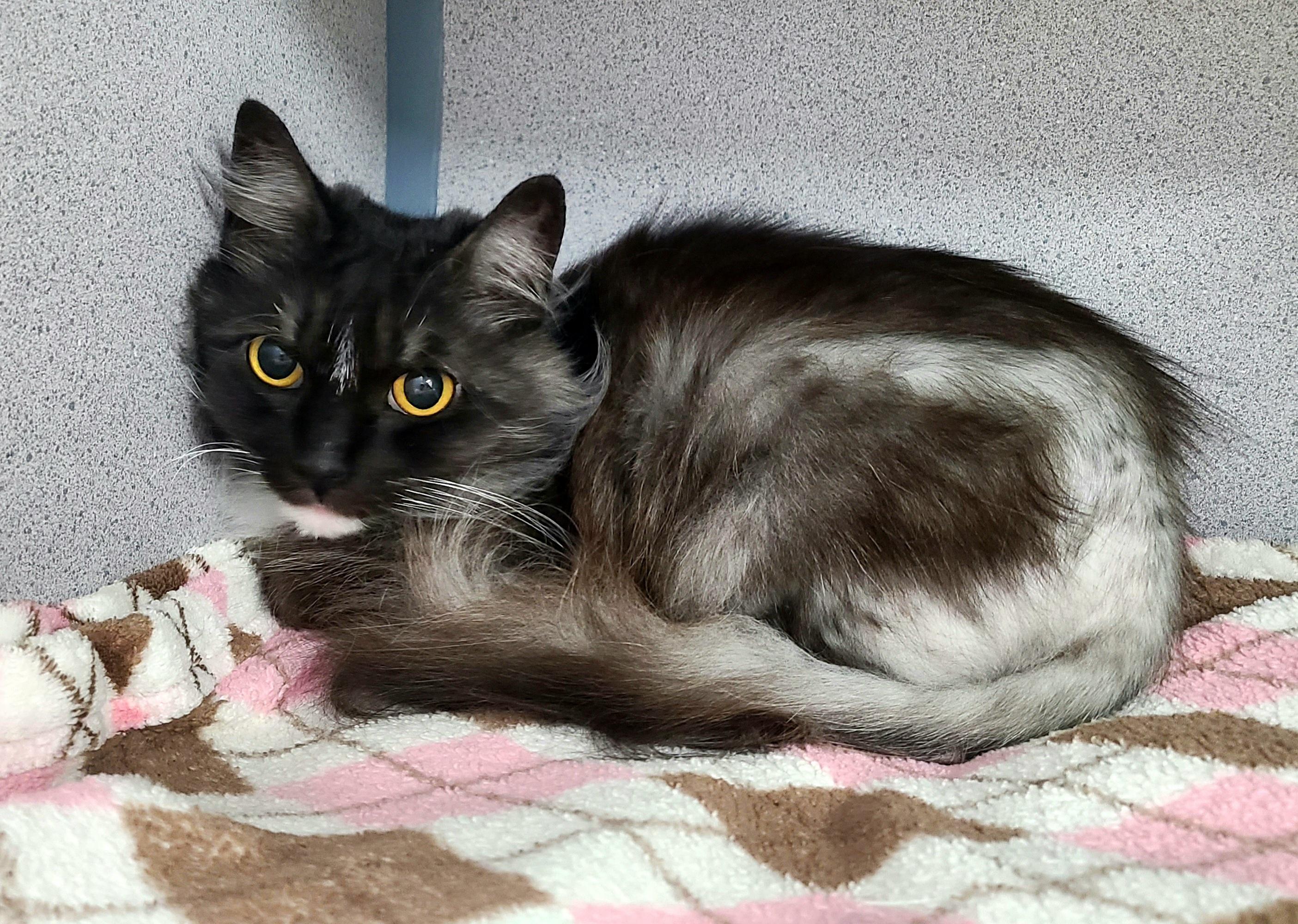 Enlarge Agnes, a ADOPTABLE Domestic Medium Hair in Kirkland, WA image 2/2