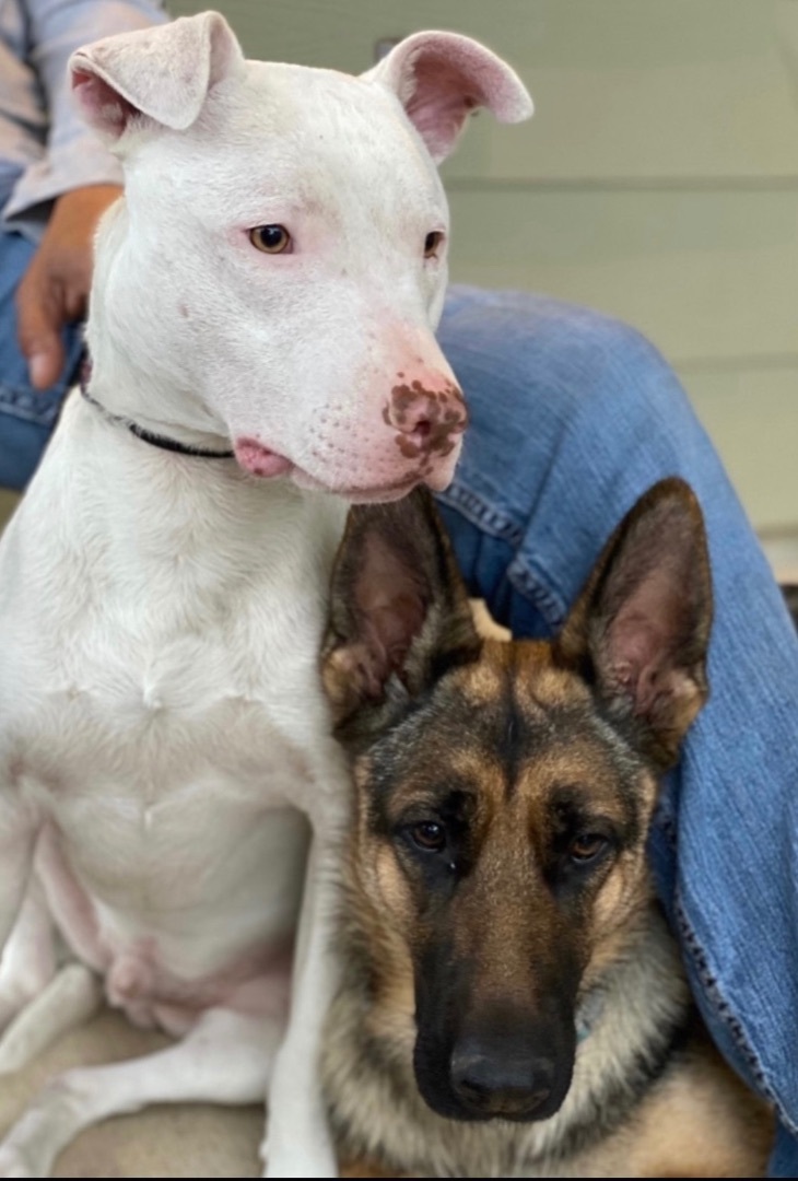 Enlarge Casper, a Adoptable Bull Terrier in Seattle, WA image 2/6
