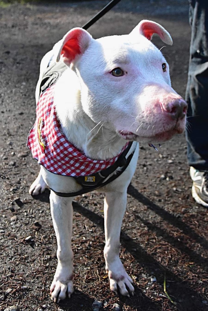 Casper, an adoptable Bull Terrier in Seattle, WA, 98106 | Photo Image 3