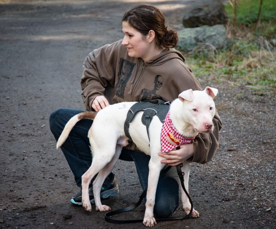 Enlarge Casper, a Adoptable Bull Terrier in Seattle, WA image 4/6