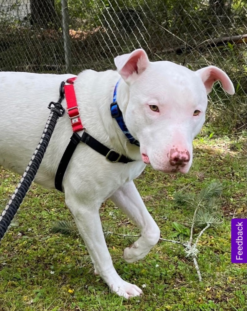 Enlarge Casper, a Adoptable Bull Terrier in Seattle, WA image 5/6