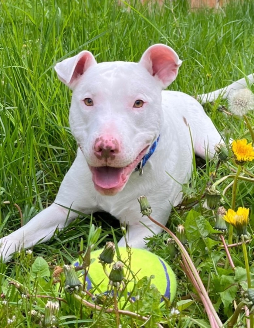 Casper, an adoptable Bull Terrier in Seattle, WA, 98106 | Photo Image 6