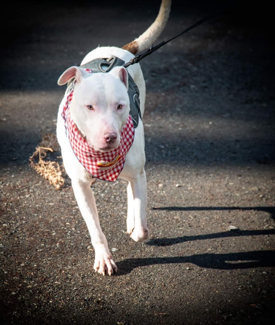 Enlarge Casper, a Adoptable Bull Terrier in Seattle, WA image 1/6