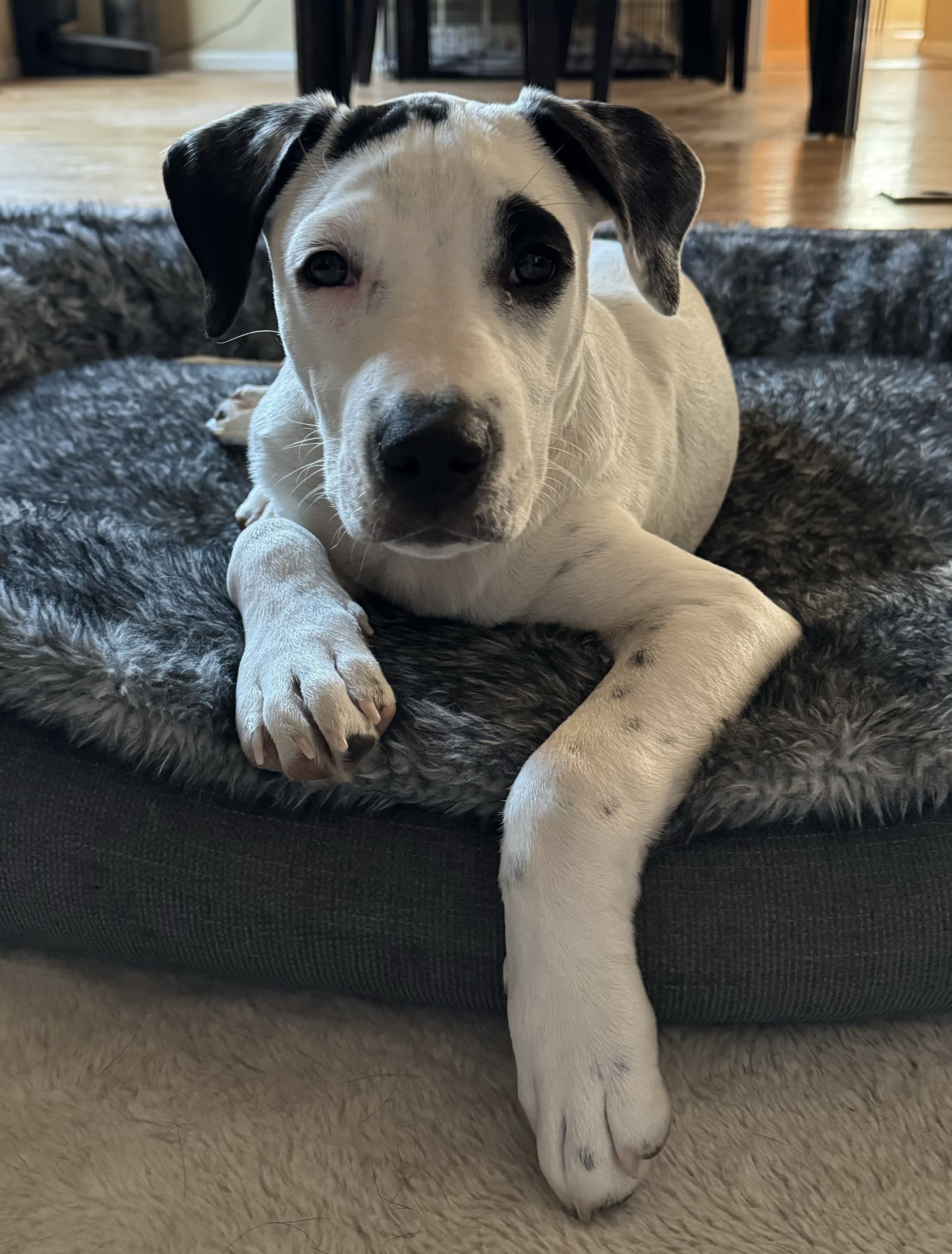 Enlarge Stitch, a Adoptable Dalmatian in Evergreen, CO image 1/3