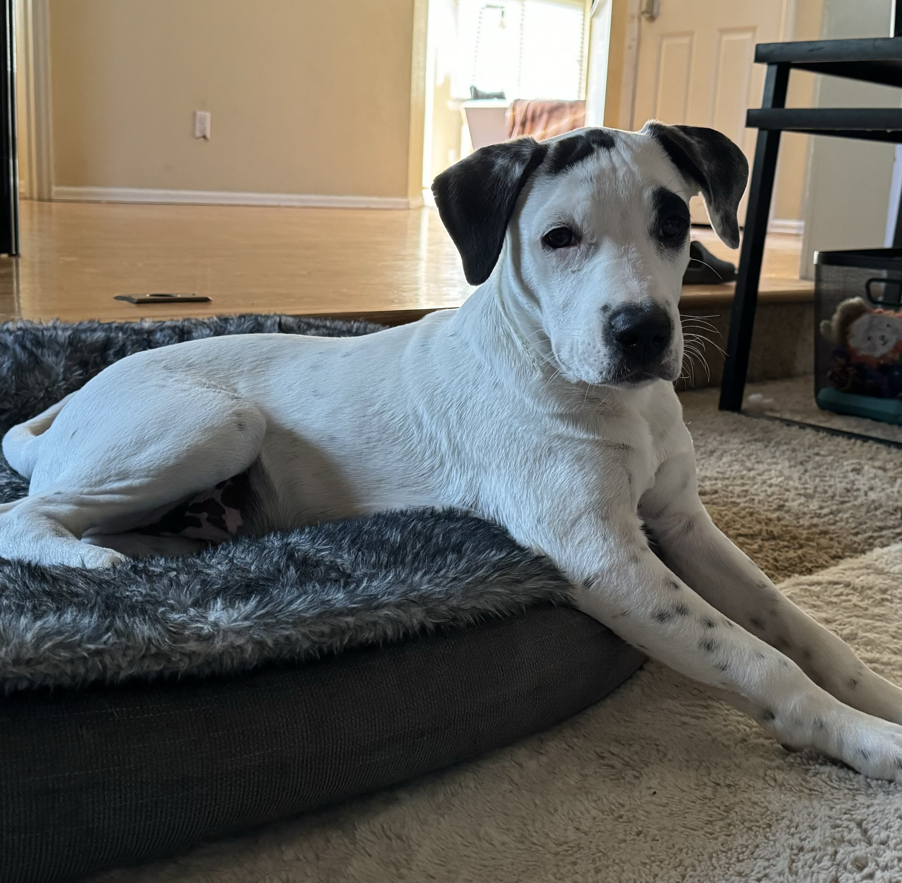Enlarge Stitch, a Adoptable Dalmatian in Evergreen, CO image 2/3