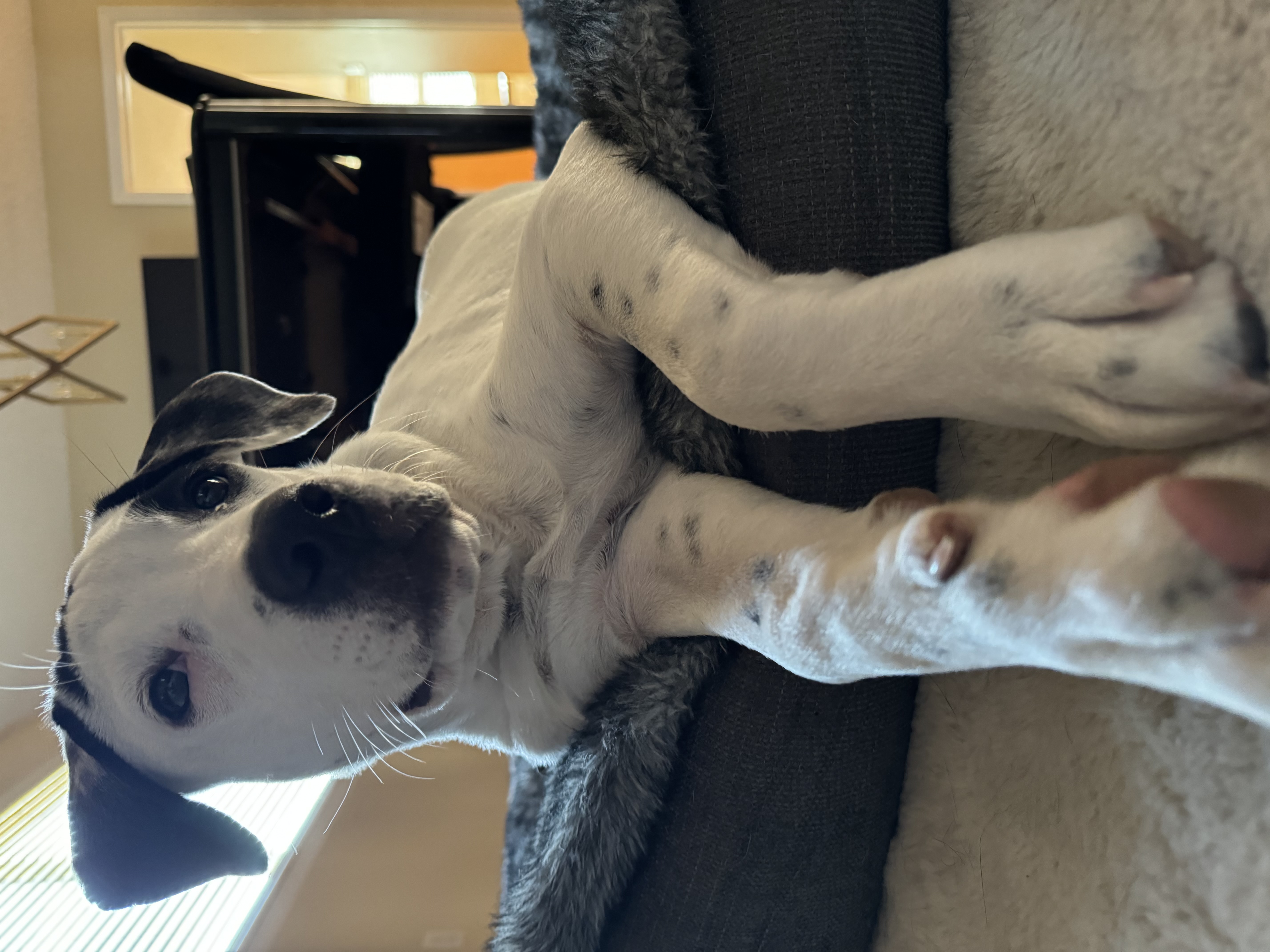 Enlarge Stitch, a Adoptable Dalmatian in Evergreen, CO image 3/3