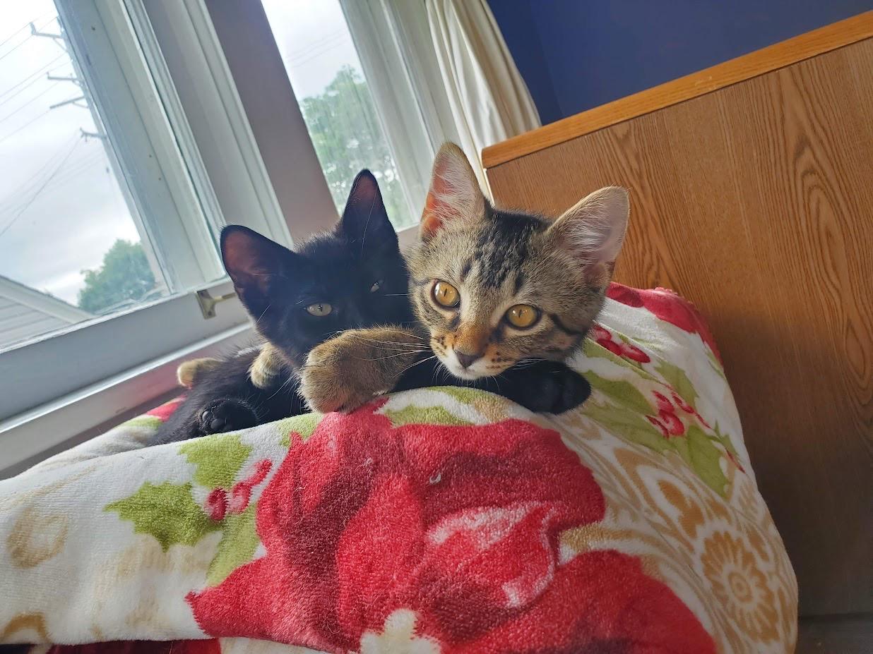Darkness and Stripey *Bonded Pair, Courtesy Post*, a Adoptable Domestic Short Hair in Kenosha, WI image 1/4