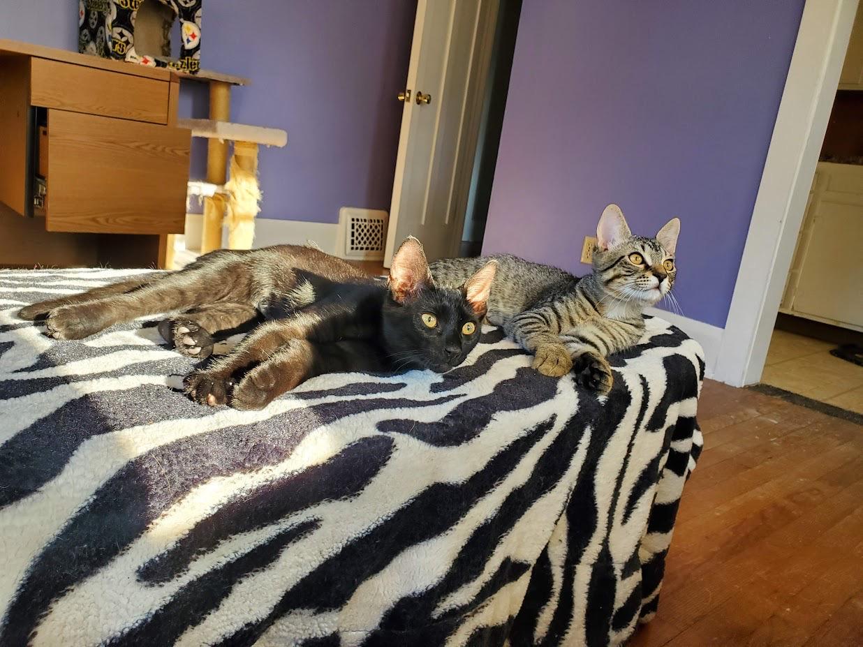 Darkness and Stripey *Bonded Pair, Courtesy Post*, a Adoptable Domestic Short Hair in Kenosha, WI image 2/4