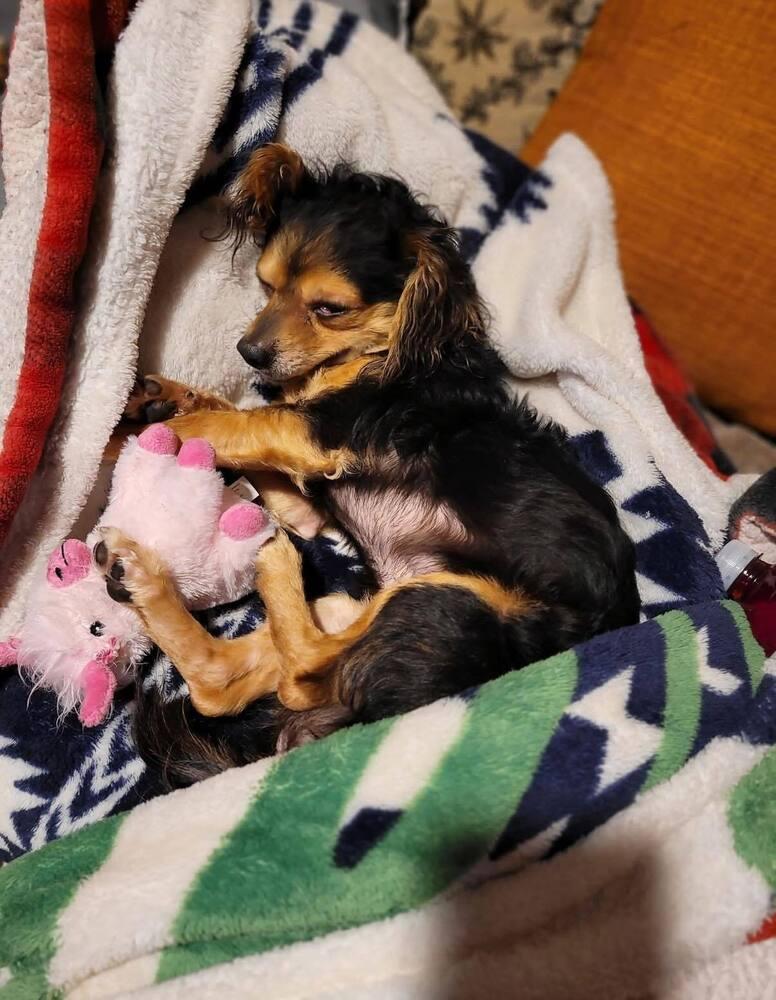 Mickey, Adoptable, Adult Male Chihuahua.
