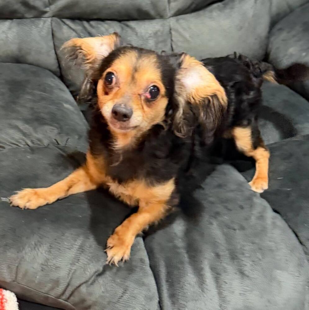 Enlarge Mickey, a Adoptable Chihuahua in Huntington, NY image 2/4
